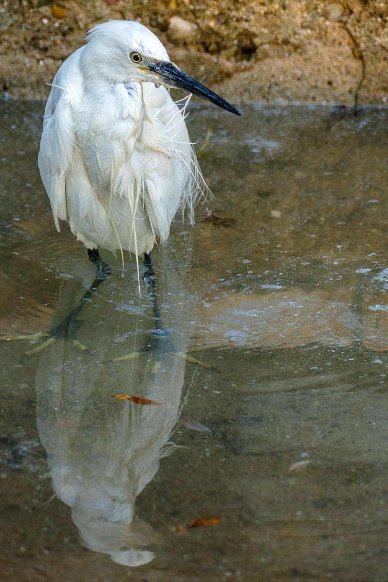 Seidenreiher am 16. September 2020 auf der Außenanlage in der Nähe des Vogel-Hauses im Grünen Zoo Wuppertal