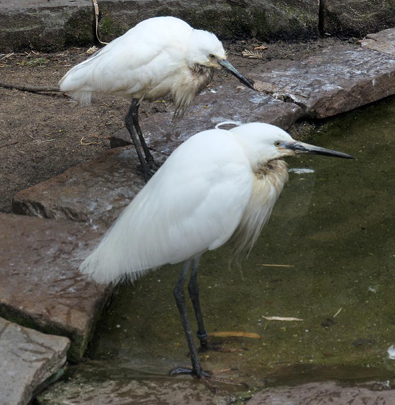 Seidenreiher am 3. Mai 2021 in der Ibis-Voliere in der Nähe des Vogel-Hauses im Wuppertaler Zoo