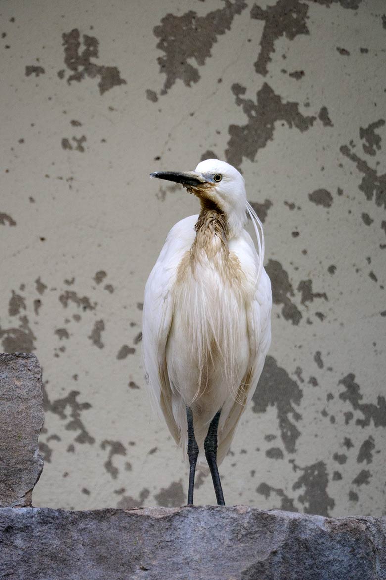 Seidenreiher am 6. Mai 2021 in der Ibis-Voliere in der Nähe des Vogel-Hauses im Zoo Wuppertal