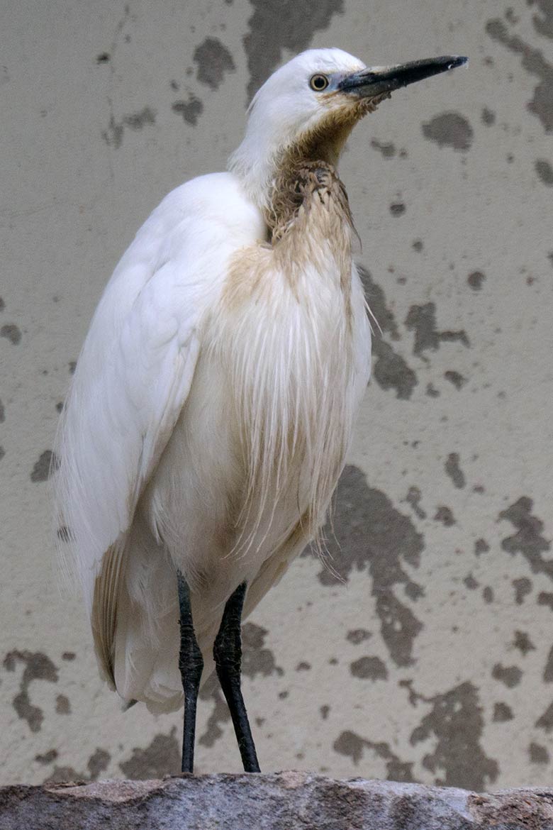 Seidenreiher am 6. Mai 2021 in der Ibis-Voliere in der Nähe des Vogel-Hauses im Grünen Zoo Wuppertal