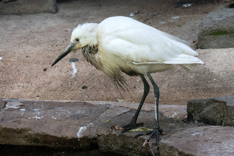 Seidenreiher am 21. Mai 2021 in der Ibis-Voliere in der Nähe des Vogel-Hauses im Wuppertaler Zoo