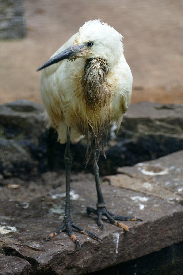 Seidenreiher am 9. Juni 2021 in der Ibis-Voliere in der Nähe des Vogel-Hauses im Grünen Zoo Wuppertal