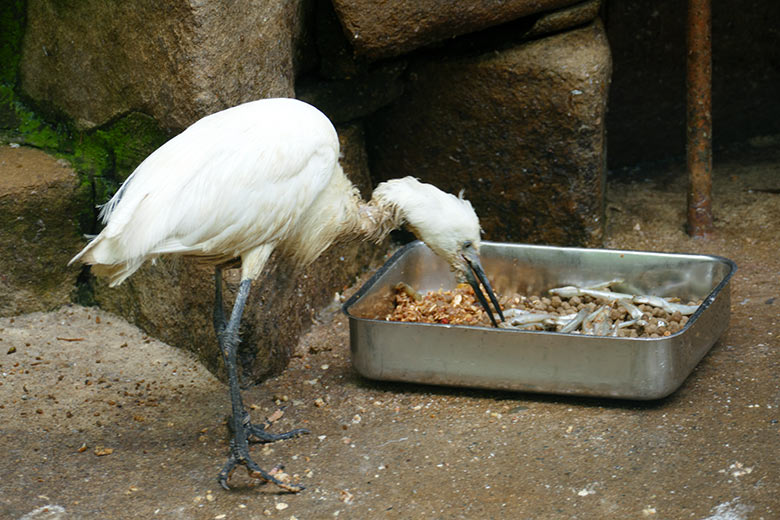 Seidenreiher am 9. Juni 2021 in der Ibis-Voliere in der Nähe des Vogel-Hauses im Zoologischen Garten der Stadt Wuppertal