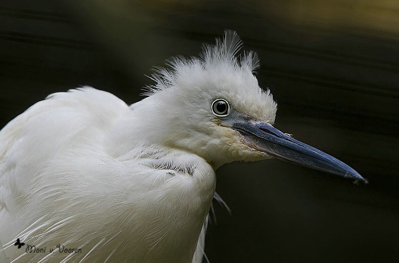 Seidenreiher im Wuppertaler Zoo (Foto Moni von Vooren)