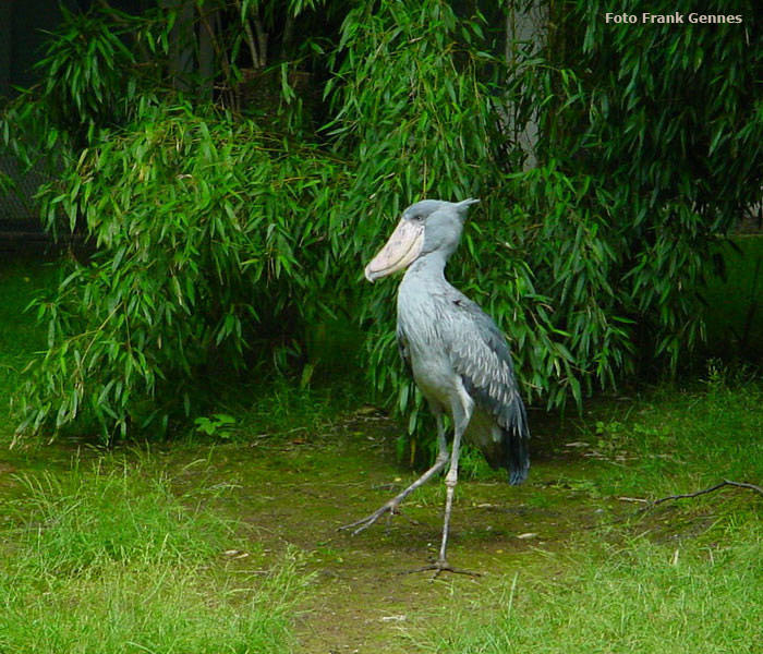 Schuhschnabel im Wuppertaler Zoo im Juni 2004 (Foto Frank Gennes)