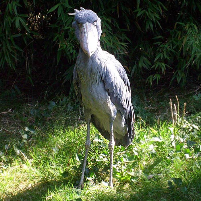 Schuhschnabel im Wuppertaler Zoo im Juli 2008