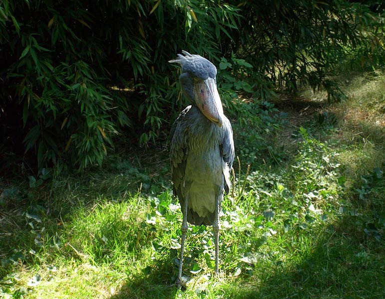 Schuhschnabel im Zoologischen Garten Wuppertal im Juli 2008