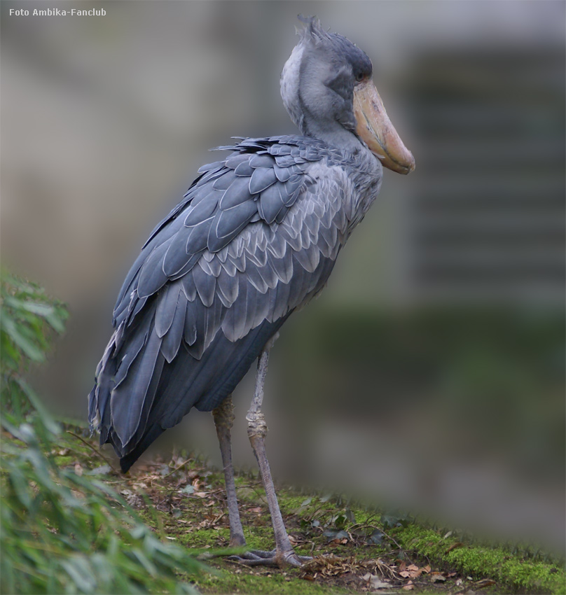 Schuhschnabel im Zoo Wuppertal im März 2012 (Foto Ambika-Fanclub)