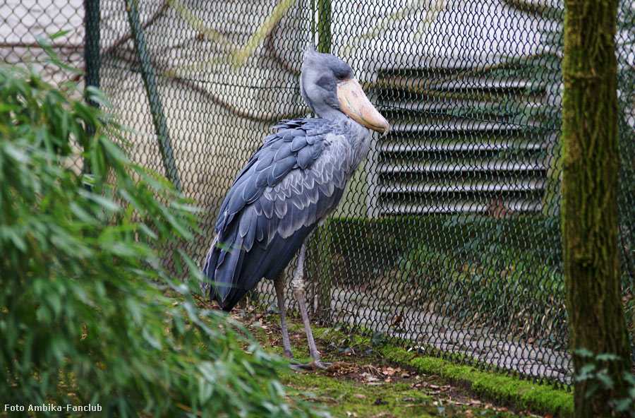 Schuhschnabel im Zoologischen Garten Wuppertal im März 2012 (Foto Ambika-Fanclub)
