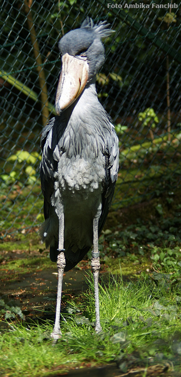 Schuhschnabel im Zoo Wuppertal im April 2012 (Foto Ambika-Fanclub)