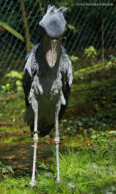 Schuhschnabel im Zoologischen Garten Wuppertal im April 2012 (Foto Ambika-Fanclub)