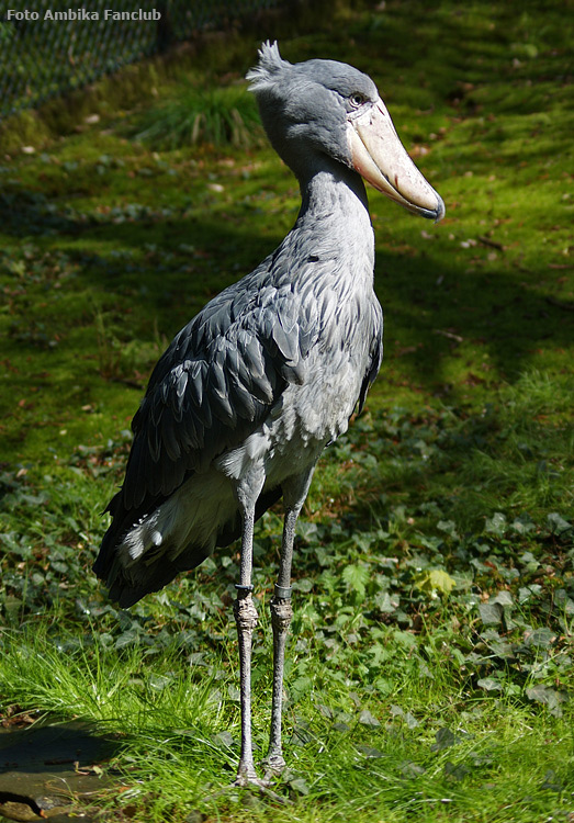 Schuhschnabel im Zoo Wuppertal im April 2012 (Foto Ambika-Fanclub)