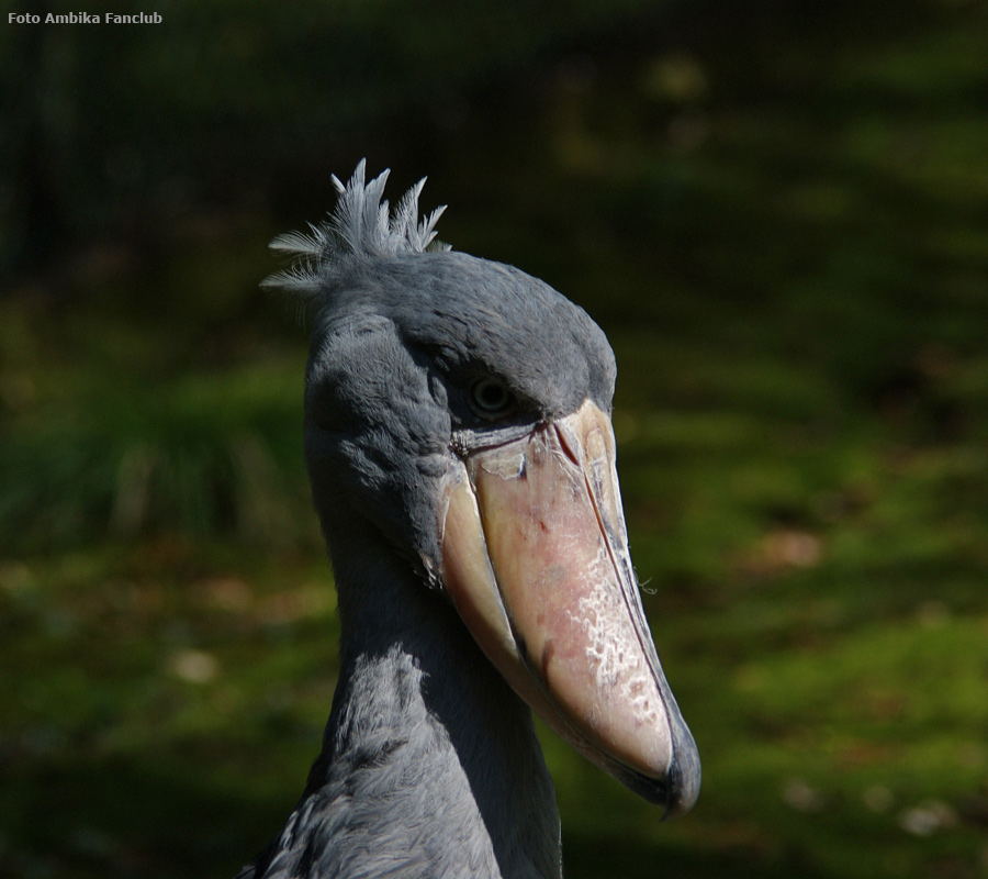 Schuhschnabel im Zoologischen Garten Wuppertal im April 2012 (Foto Ambika-Fanclub)