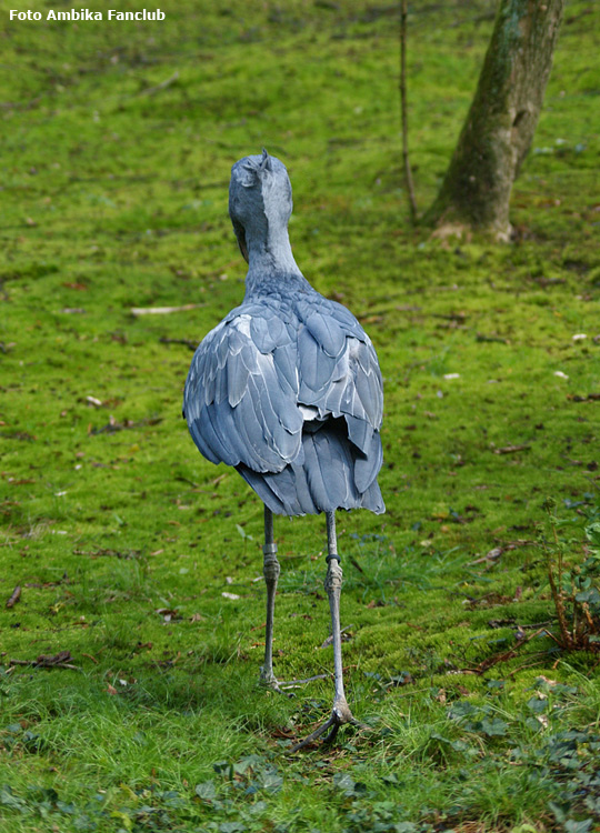 Schuhschnabel im Wuppertaler Zoo im April 2012 (Foto Ambika-Fanclub)