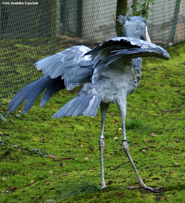 Schuhschnabel im Zoologischen Garten Wuppertal im April 2012 (Foto Ambika-Fanclub)