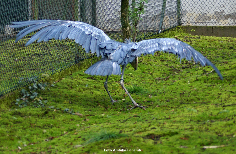 Schuhschnabel im Zoo Wuppertal im April 2012 (Foto Ambika-Fanclub)