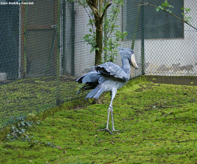 Schuhschnabel im Wuppertaler Zoo im April 2012 (Foto Ambika-Fanclub)