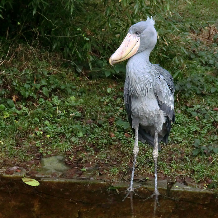 Schuhschnabel im Wuppertaler Zoo im Dezember 2013