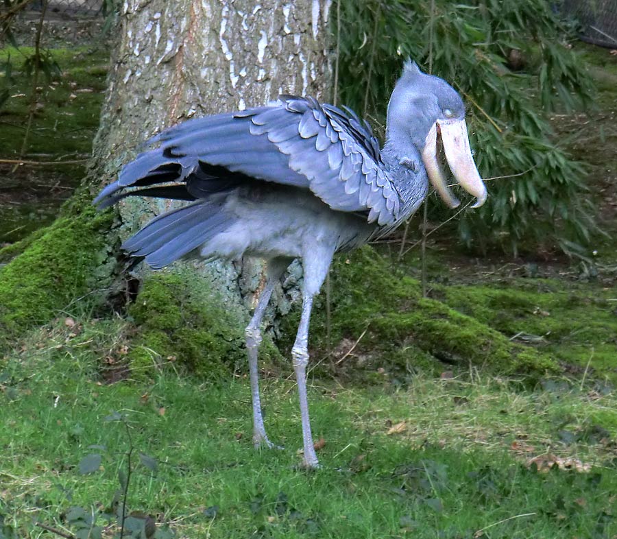 Schuhschnabel im Zoologischen Garten Wuppertal im Januar 2014