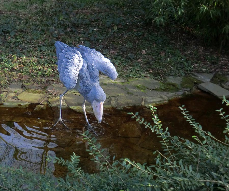 Schuhschnabel im Zoo Wuppertal im Januar 2014