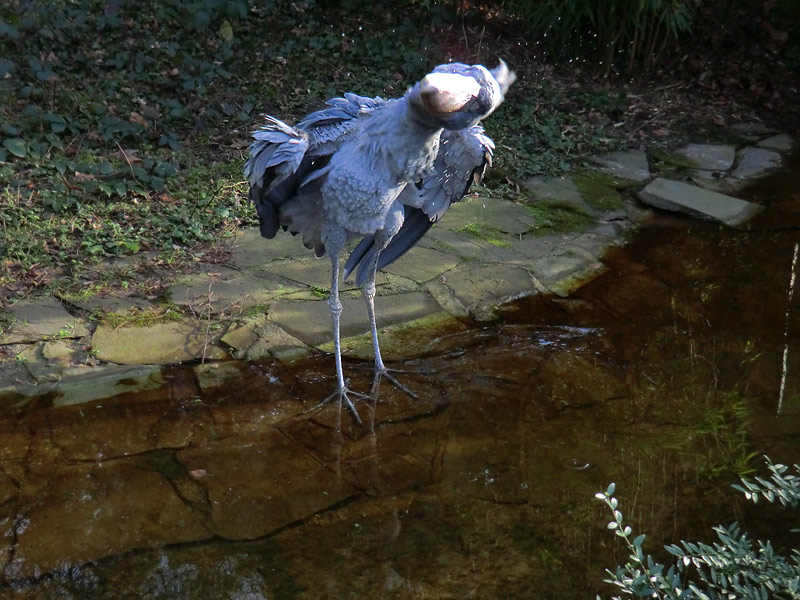 Schuhschnabel im Zoologischen Garten Wuppertal im Januar 2014