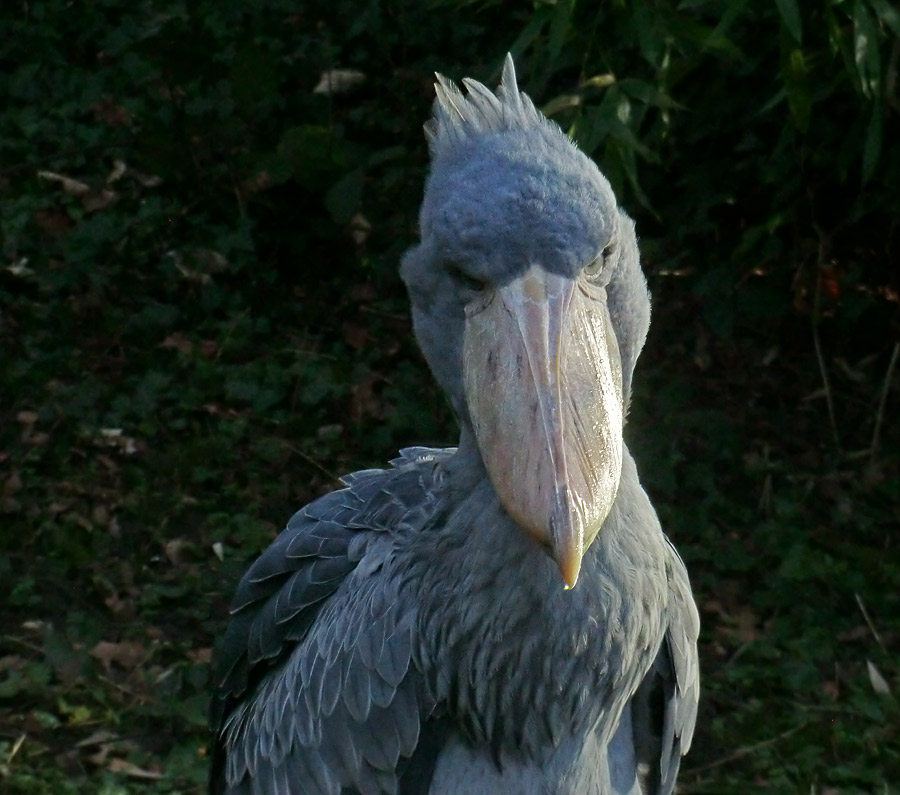 Schuhschnabel im Wuppertaler Zoo im Januar 2014