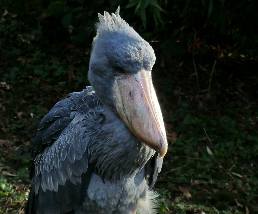 Schuhschnabel im Zoo Wuppertal im Januar 2014