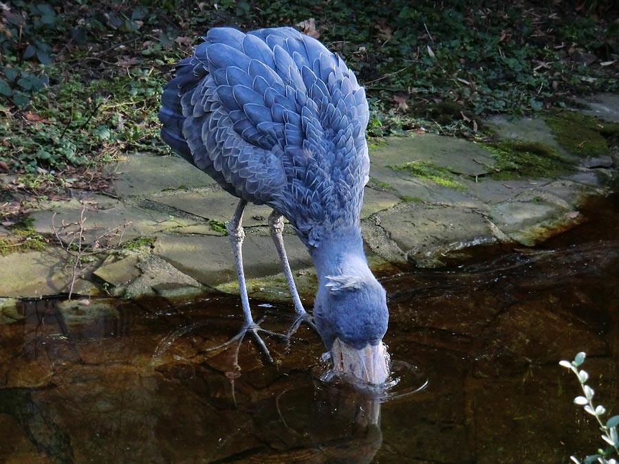 Schuhschnabel im Zoologischen Garten Wuppertal im Januar 2014