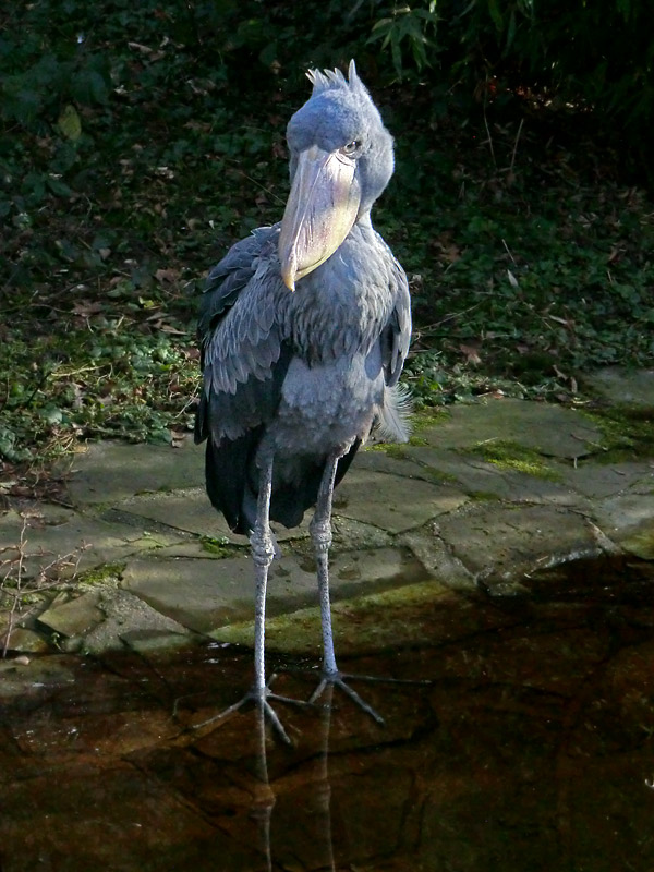 Schuhschnabel im Zoologischen Garten Wuppertal im Januar 2014