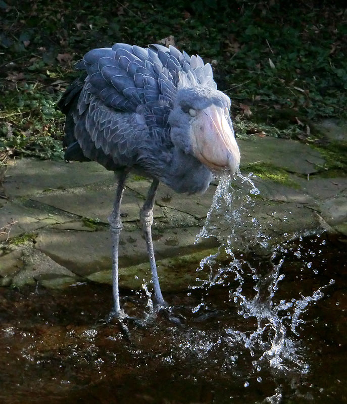 Schuhschnabel im Wuppertaler Zoo im Januar 2014