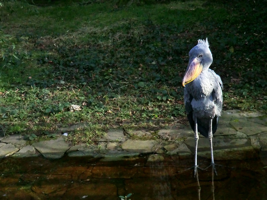 Schuhschnabel im Zoo Wuppertal im Januar 2014