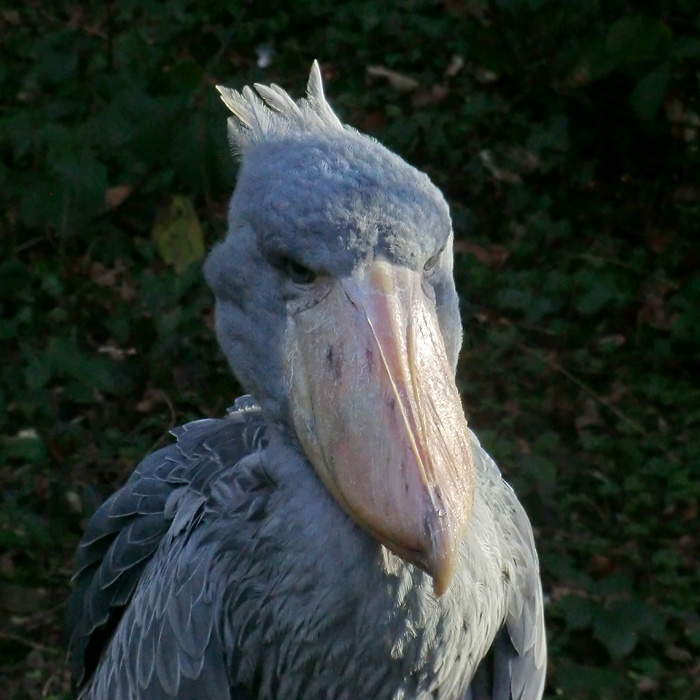 Schuhschnabel im Wuppertaler Zoo im Januar 2014