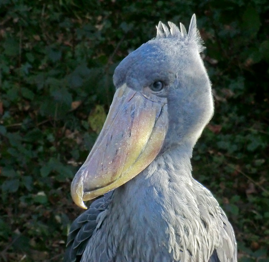 Schuhschnabel im Wuppertaler Zoo im Januar 2014