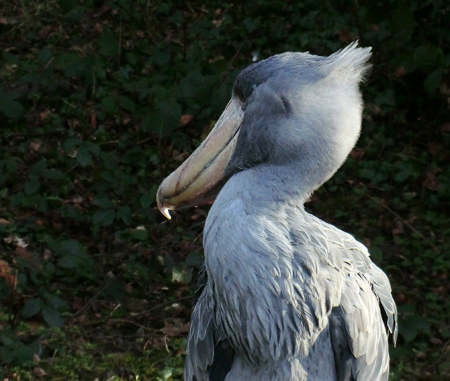 Schuhschnabel im Zoo Wuppertal im Januar 2014