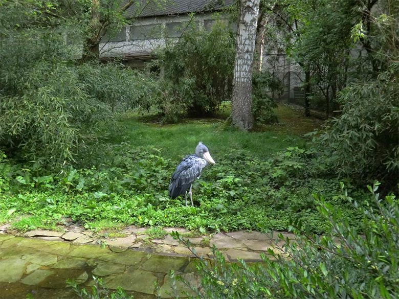 Schuhschnabel am 18. April 2014 auf der Außenanlage unterhalb des Vogel-Hauses im Wuppertaler Zoo