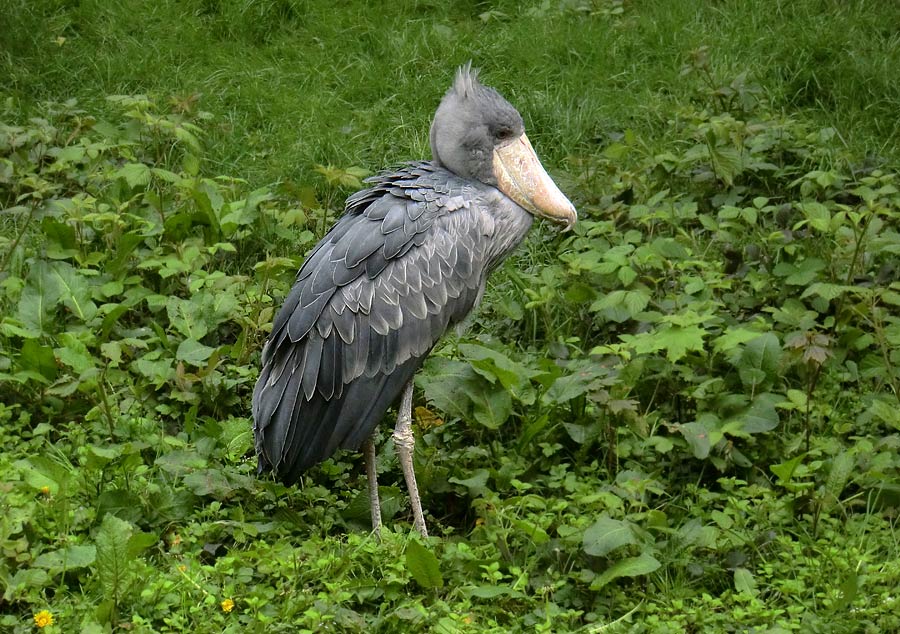 Schuhschnabel im Wuppertaler Zoo im Mai 2014