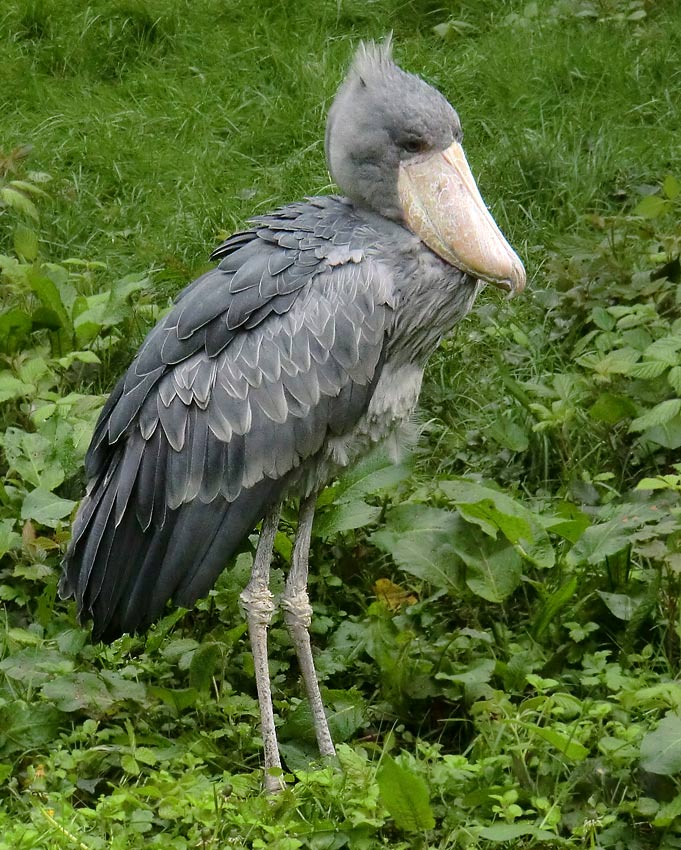 Schuhschnabel im Zoo Wuppertal im Mai 2014