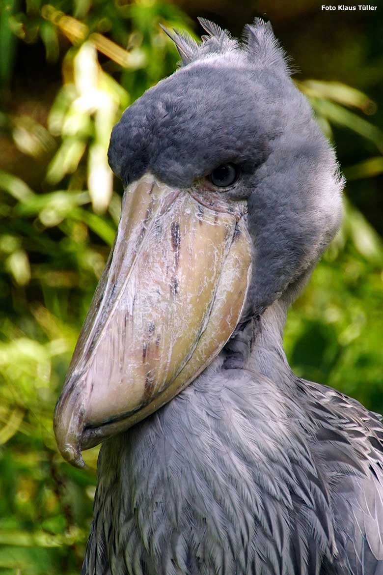 Schuhschnabel am 27. August 2014 auf der Außenanlage unterhalb des Vogel-Hauses im Grünen Zoo Wuppertal (Foto Klaus Tüller)