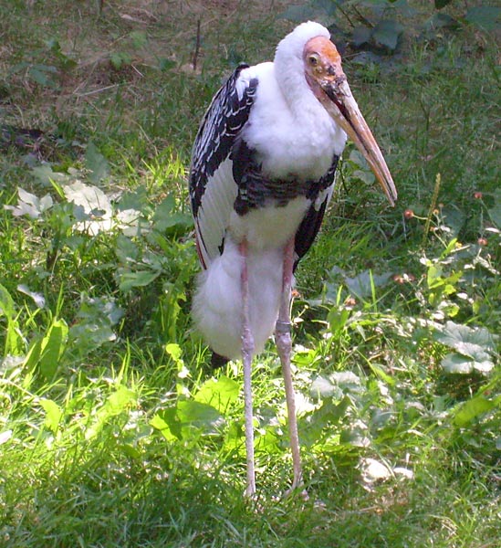 Indischer Nimmersatt im Zoo Wuppertal im Juli 2008