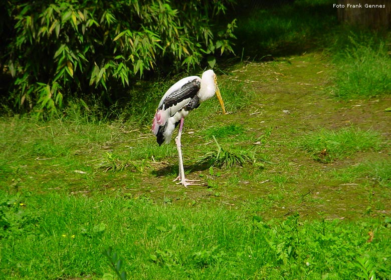 Indischer Nimmersatt im Zoologischen Garten Wuppertal im Juni 2004 (Foto Frank Gennes)