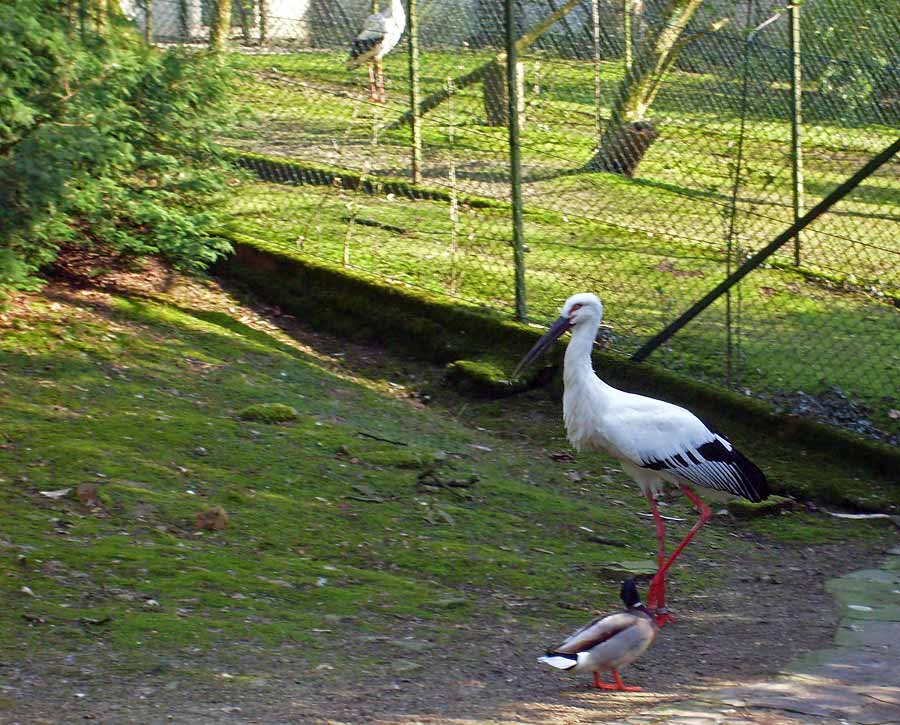 Schwarzschnabelstorch im Zoo Wuppertal im April 2009