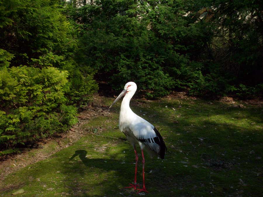 ARCHIVBILD: Schwarzschnabelstorch im April 2009 auf der Freianlage unterhalb des Vogelhauses im Zoologischen Garten der Stadt Wuppertal