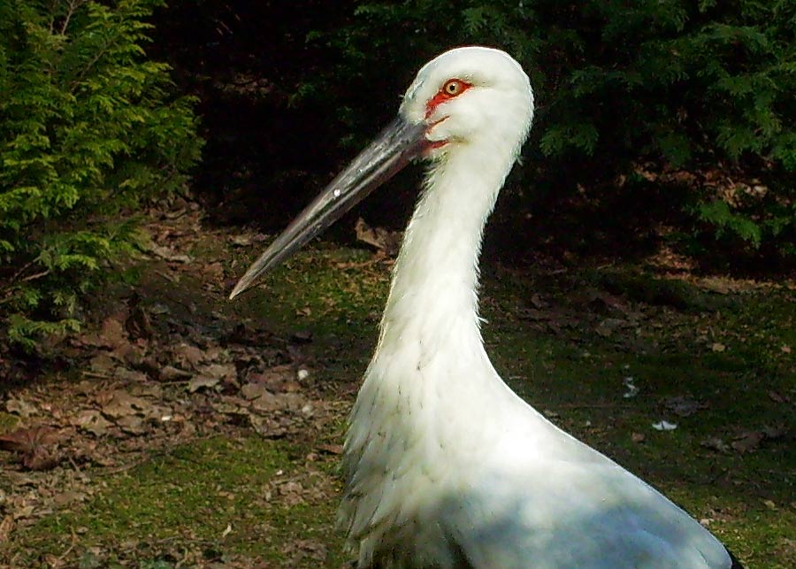 Schwarzschnabelstorch im Grünen Zoo Wuppertal im April 2009