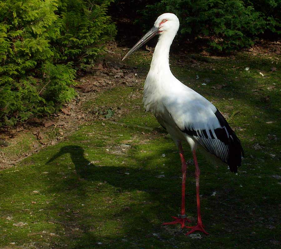 Schwarzschnabelstorch im Zoologischen Garten Wuppertal im April 2009