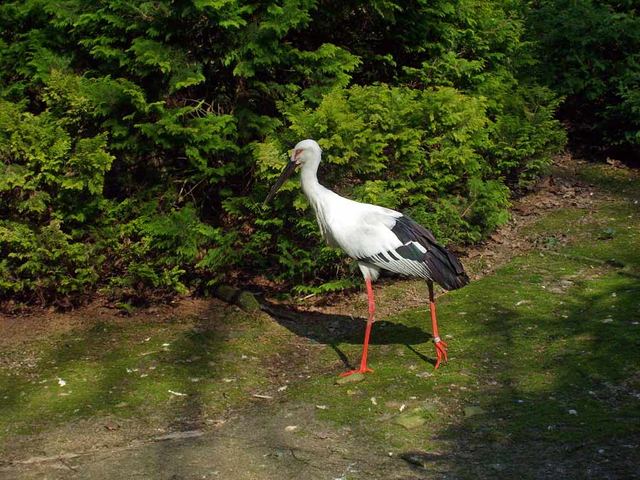 Schwarzschnabelstorch im Wuppertaler Zoo im April 2009