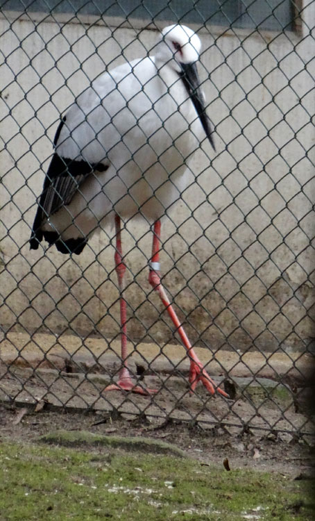 Schwarzschnabelstorch im Zoo Wuppertal im März 2015