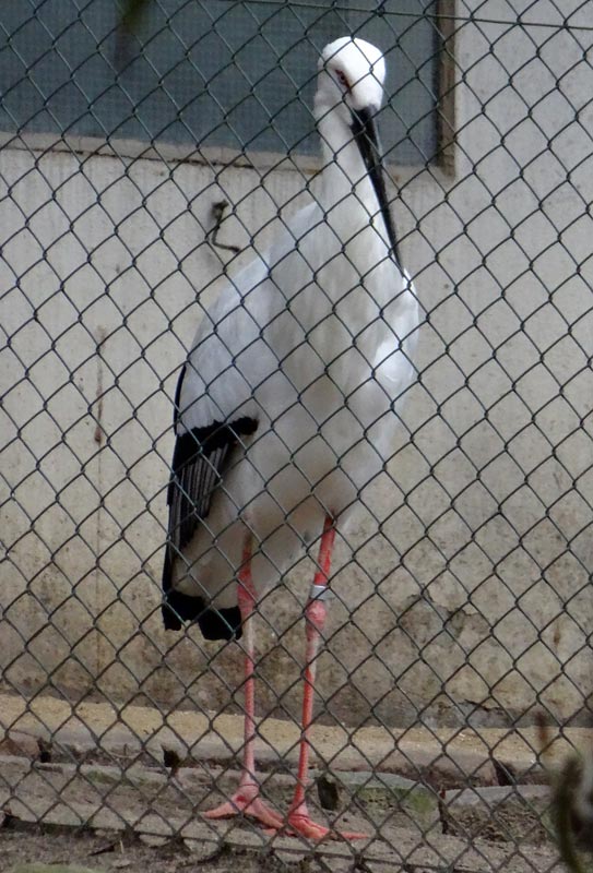 Schwarzschnabelstorch im Zoologischen Garten Wuppertal im März 2015