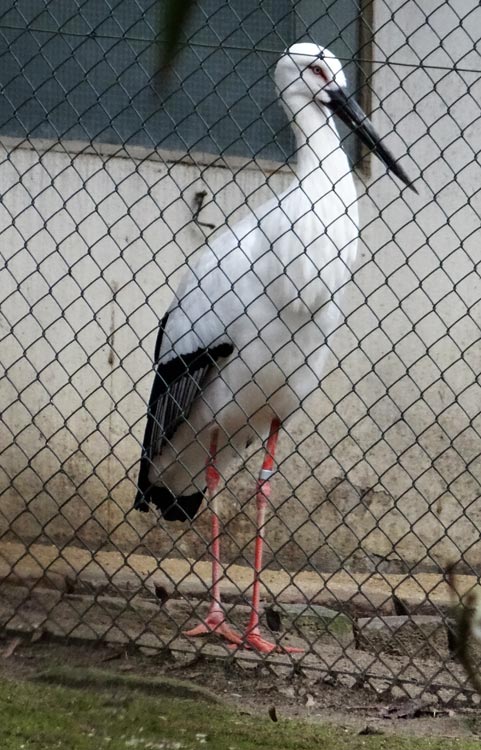 Schwarzschnabelstorch im Grünen Zoo Wuppertal im März 2015