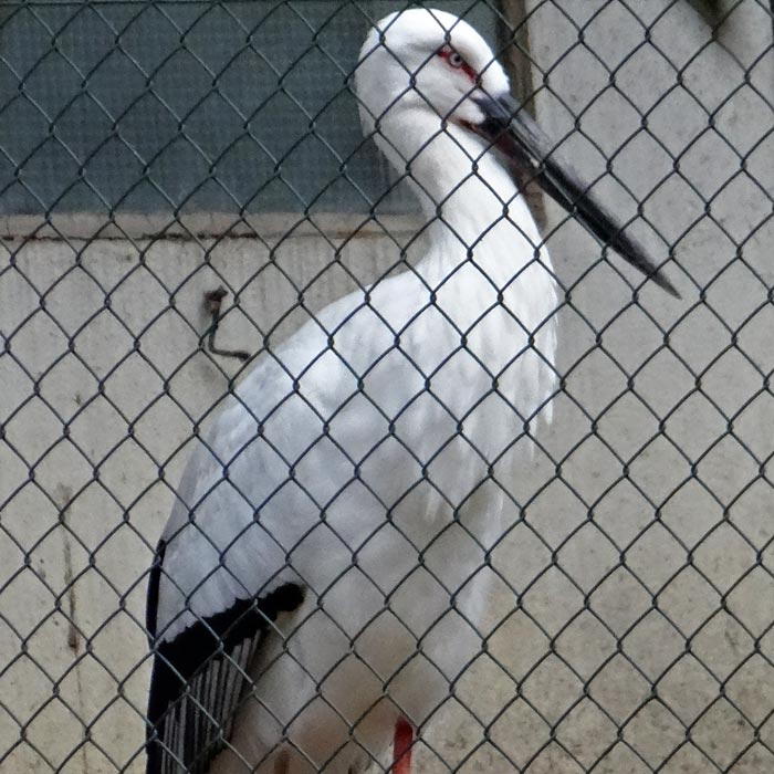 Schwarzschnabelstorch im Wuppertaler Zoo im März 2015