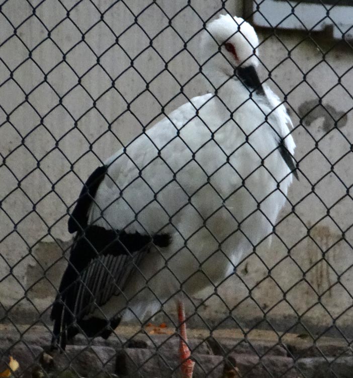 Schwarzschnabelstorch im Wuppertaler Zoo im Oktober 2015